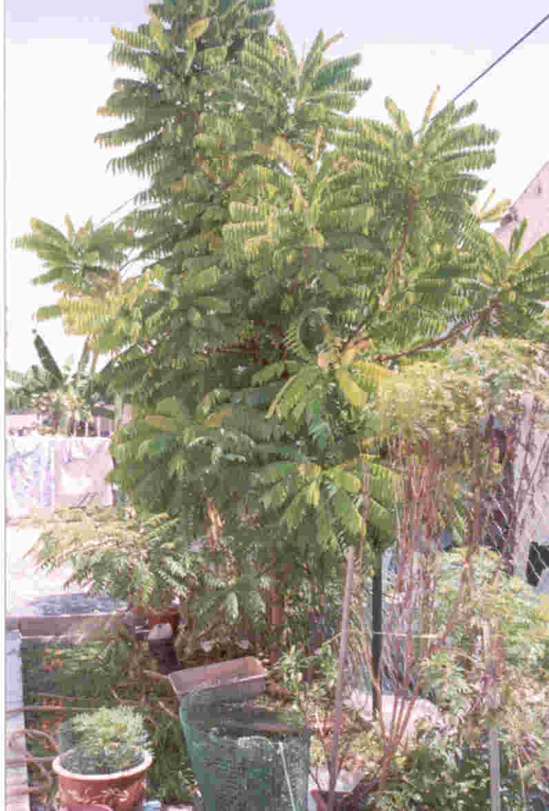 belimbing buluh tree - pic6